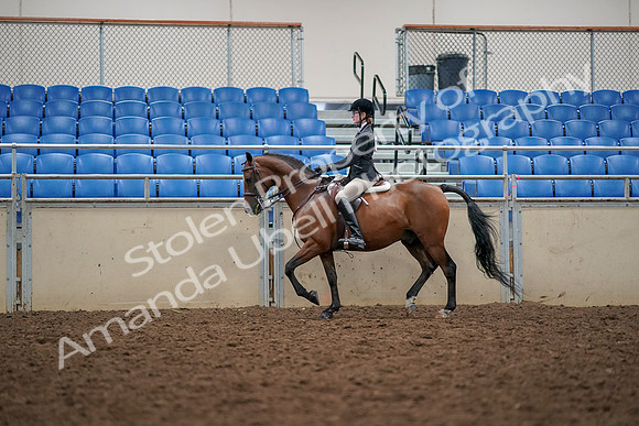 2019 Morgan Horse Show - Aug 30, 2019 - 23360
