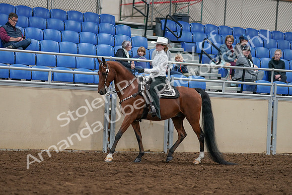 2020 - AB Morgan Horse - Sun, Sept 06 - 07467