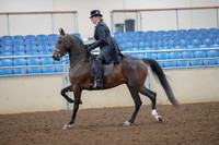 2019 Morgan Horse Show - Aug 30, 2019 - 24299