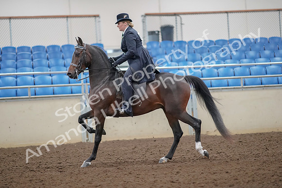 2019 Morgan Horse Show - Aug 30, 2019 - 24299