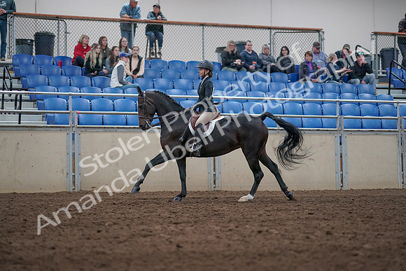 2019 Morgan Horse Show - Aug 31, 2019 - 20610