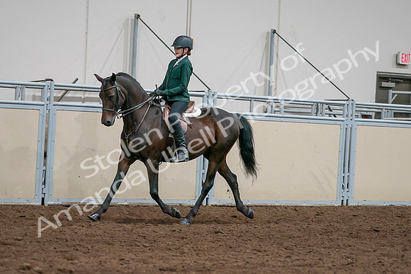 2020 - AB Morgan Horse - Sat, Sept 05 - 05035