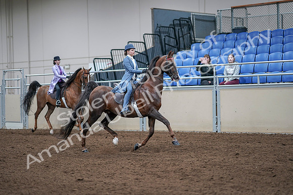2020 - AB Morgan Horse - Fri, Sept 04 - 05051