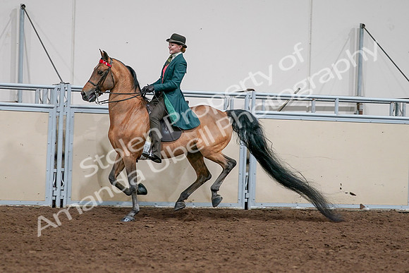 2020 - AB Morgan Horse - Sat, Sept 05 - 13799