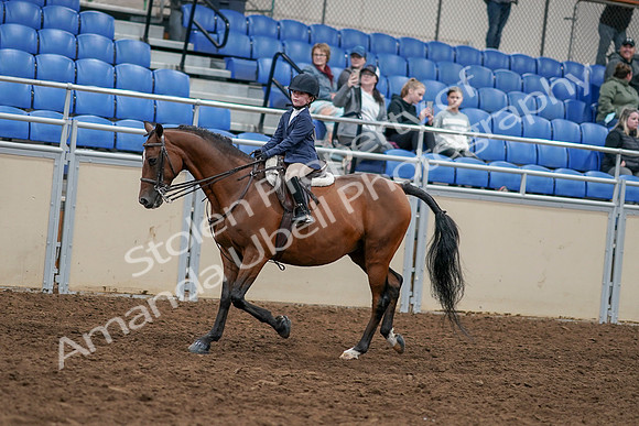 2020 - AB Morgan Horse - Sun, Sept 06 - 07899