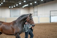 2020 - AB Morgan Horse - Fri, Sept 04 - 08572