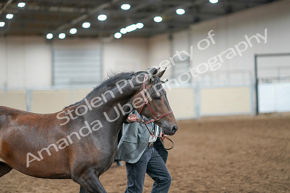 2020 - AB Morgan Horse - Fri, Sept 04 - 08572