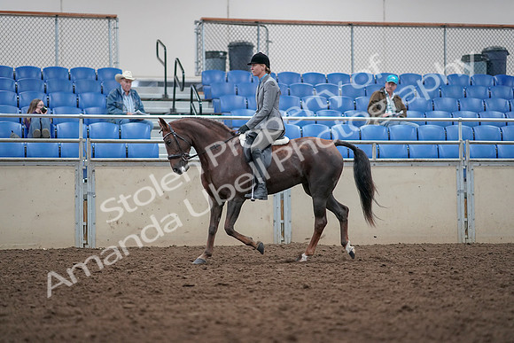 2019 Morgan Horse Show - Aug 31, 2019 - 14756