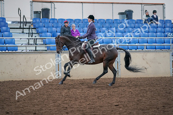 2019 Morgan Horse Show - Aug 30, 2019 - 20585