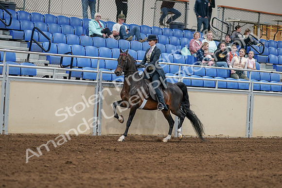 2020 - AB Morgan Horse - Sat, Sept 05 - 06284