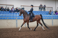2019 Morgan Horse Show - Aug 31, 2019 - 20369