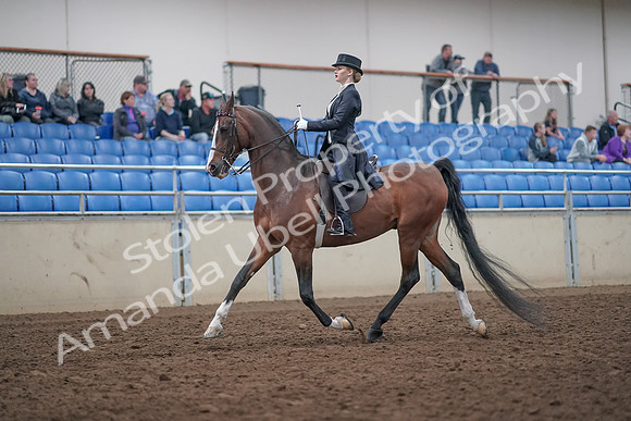 2019 Morgan Horse Show - Aug 31, 2019 - 20369