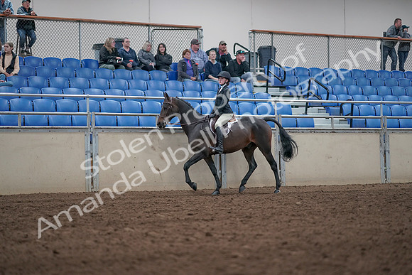 2019 Morgan Horse Show - Aug 31, 2019 - 20415