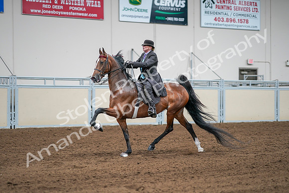 2020 - AB Morgan Horse - Sat, Sept 05 - 13178