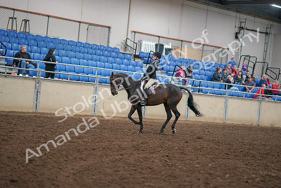 2019 Morgan Horse Show - Aug 30, 2019 - 12287