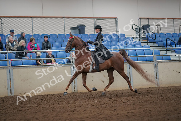 2019 Morgan Horse Show - Aug 30, 2019 - 24965