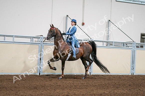 2020 - AB Morgan Horse - Fri, Sept 04 - 04934