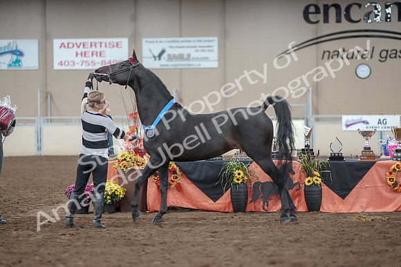 2019 Morgan Horse Show - Aug 31, 2019 - 00953
