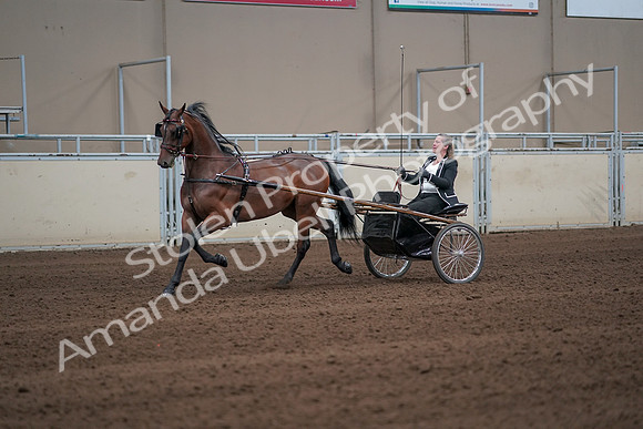 2019 Morgan Horse Show - Sept 01, 2019 - 05932