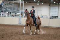 2020 - AB Morgan Horse - Fri, Sept 04 - 09497