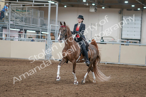 2020 - AB Morgan Horse - Fri, Sept 04 - 09497