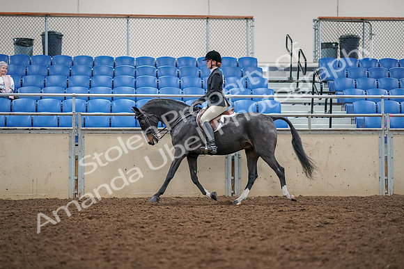 2019 Morgan Horse Show - Aug 30, 2019 - 23118