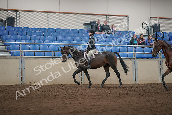 2019 Morgan Horse Show - Aug 31, 2019 - 04927