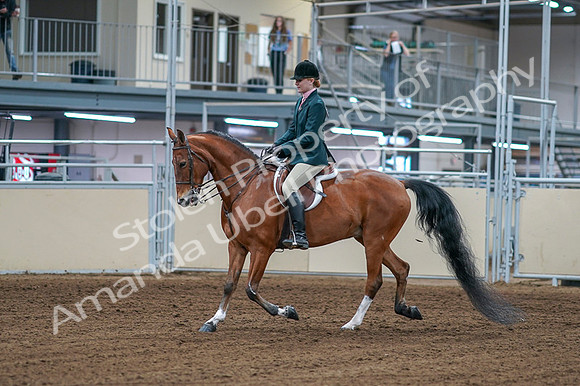 2020 - AB Morgan Horse - Fri, Sept 04 - 01541