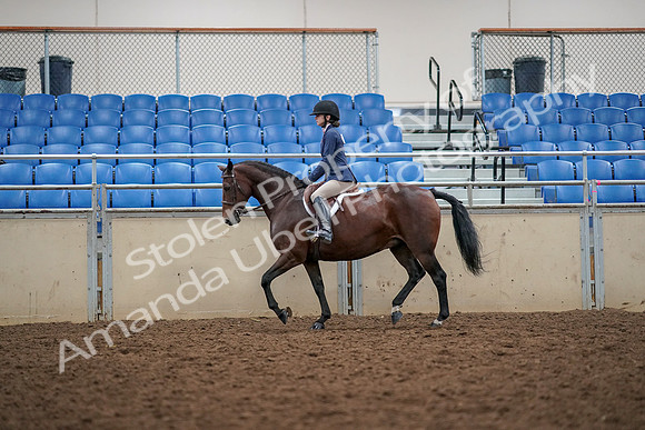 2019 Morgan Horse Show - Aug 30, 2019 - 23228