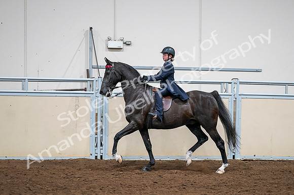 2020 - AB Morgan Horse - Fri, Sept 04 - 03024