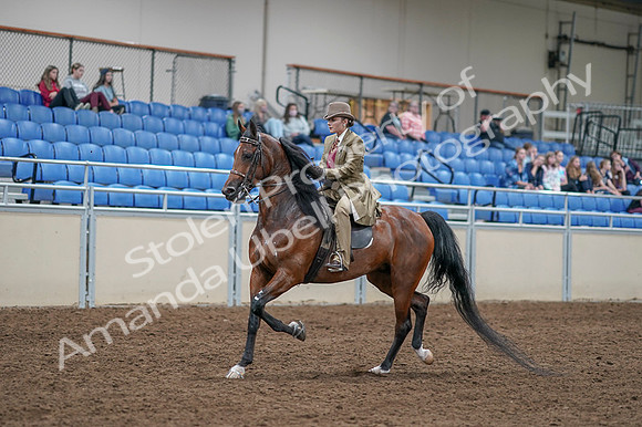 2020 - AB Morgan Horse - Fri, Sept 04 - 11159