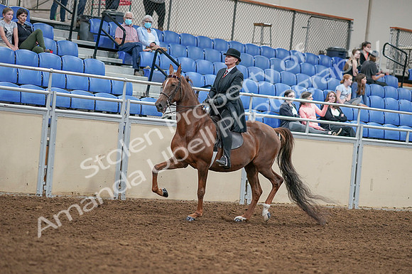 2020 - AB Morgan Horse - Fri, Sept 04 - 08031