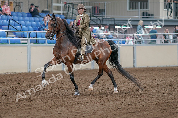 2020 - AB Morgan Horse - Fri, Sept 04 - 11142