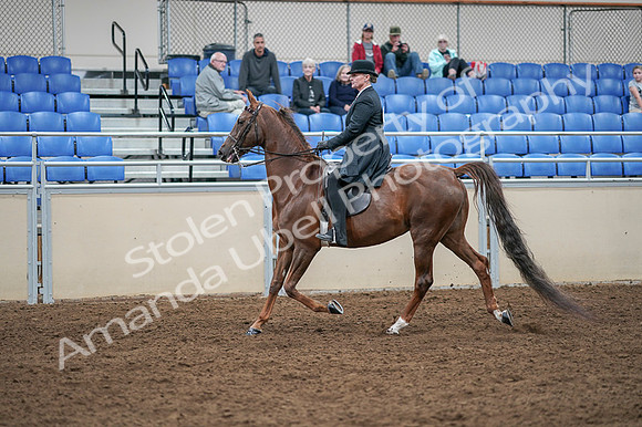 2020 - AB Morgan Horse - Fri, Sept 04 - 07938