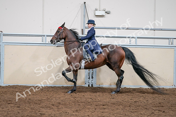 2020 - AB Morgan Horse - Sat, Sept 05 - 04817