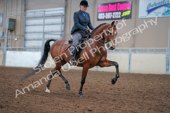 2019 Morgan Horse Show - Aug 30, 2019 - 20895