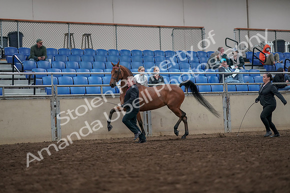 2019 Morgan Horse Show - Aug 31, 2019 - 03573