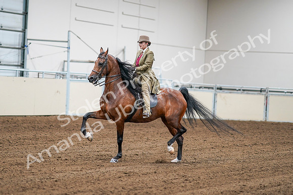2020 - AB Morgan Horse - Sat, Sept 05 - 08069