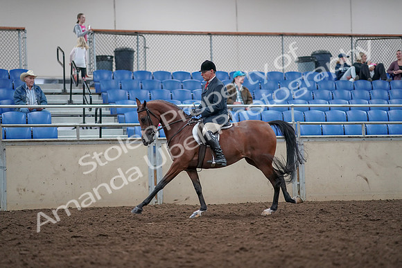 2019 Morgan Horse Show - Aug 31, 2019 - 15056