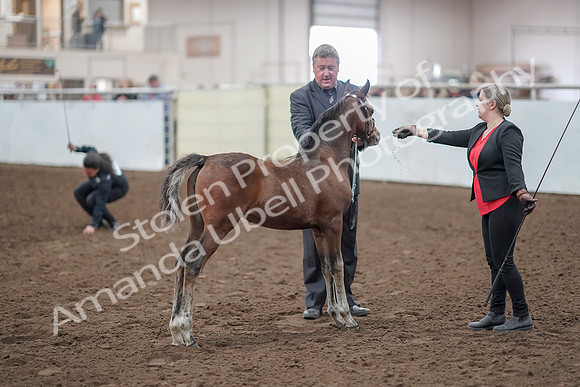2019 Morgan Horse Show - Aug 31, 2019 - 00921