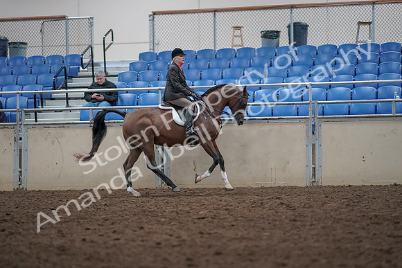 2019 Morgan Horse Show - Aug 31, 2019 - 16101