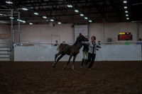 2019 Morgan Horse Show - Aug 31, 2019 - 03551