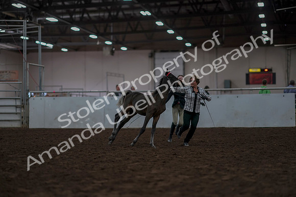 2019 Morgan Horse Show - Aug 31, 2019 - 03551
