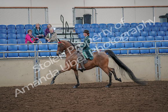 2019 Morgan Horse Show - Aug 30, 2019 - 28045