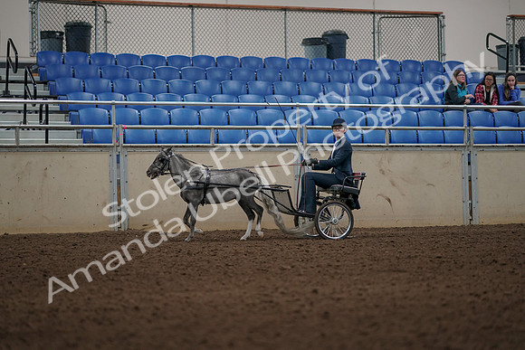 2019 Morgan Horse Show - Aug 31, 2019 - 04360