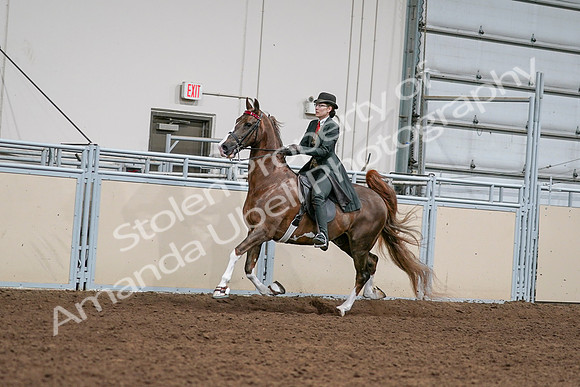 2020 - AB Morgan Horse - Sat, Sept 05 - 13021