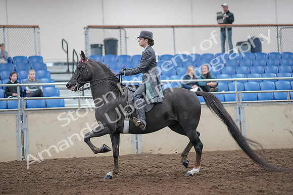 2019 Morgan Horse Show - Aug 31, 2019 - 09283