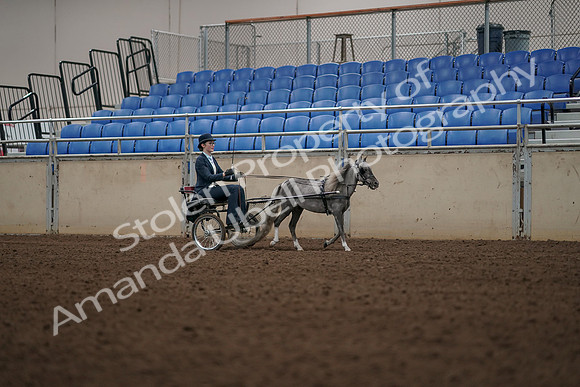 2019 Morgan Horse Show - Aug 31, 2019 - 04495