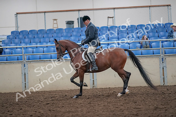2019 Morgan Horse Show - Aug 31, 2019 - 14832