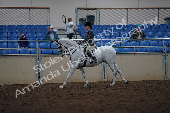 2019 Morgan Horse Show - Aug 31, 2019 - 15018